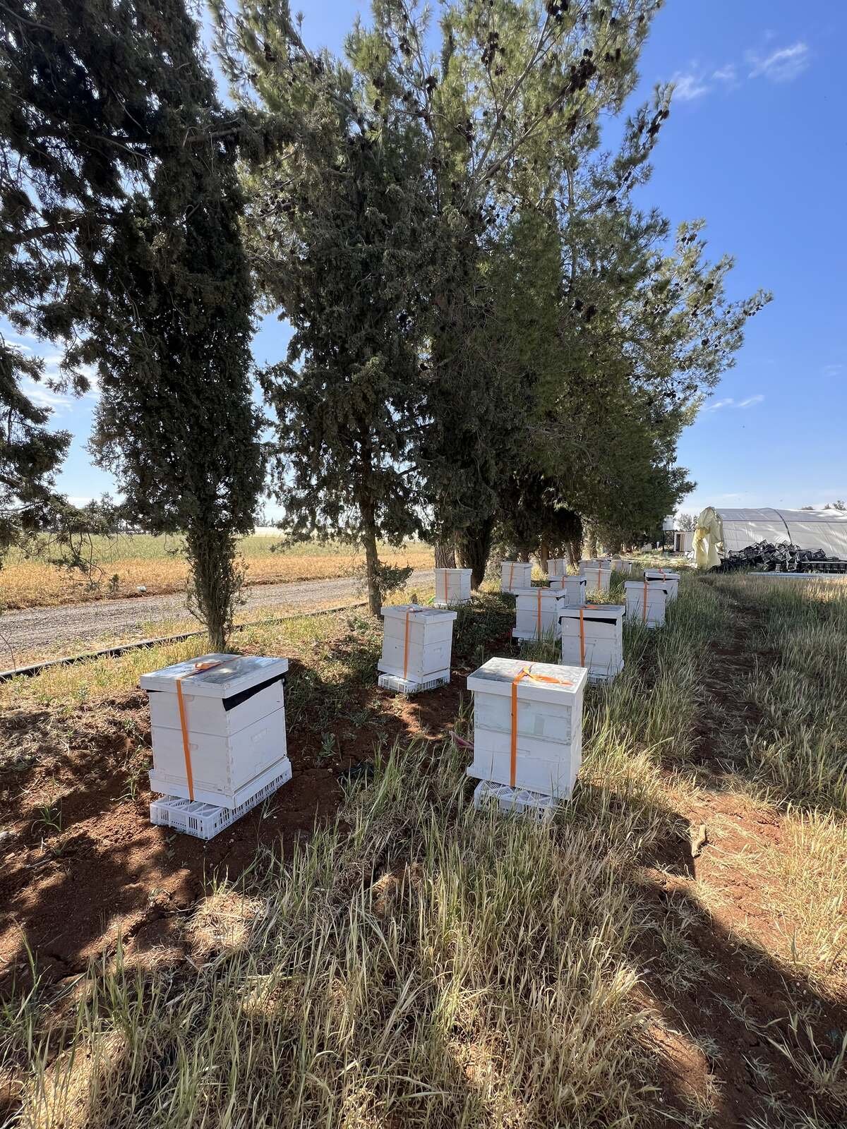 Ayla Farms | Fresh Strawberries in Jordan